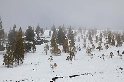 Teneriffa: Schnee am Teide Westhang