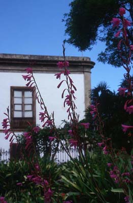 Teneriffa BlÜten im botanischen Garten