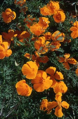 Teneriffa Blühender Goldmohn