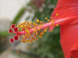 Hibiskusblüte