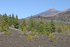 Teide aus westlicher Richtung