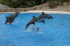 Loro Parque - Delphinarium