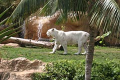 Loro Parque - Weisse Tiger