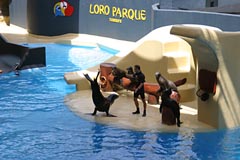 Loro Parque - Seelöwenshow