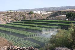 Tomatenplantage