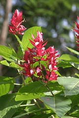 Blüte