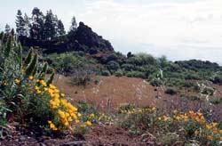 Teneriffa - Landschaft oberhalb von Arafo