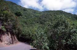 Teneriffa - Bosque de la Mercedes