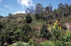 Teneriffa - Bosque de la Mercedes