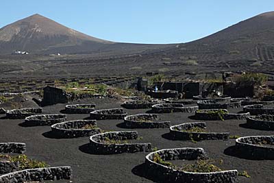 Weinanbau in La Geria auf Lanzarote