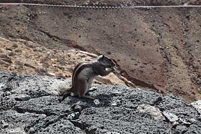 Streifenhörnchen auf Fuerteventura