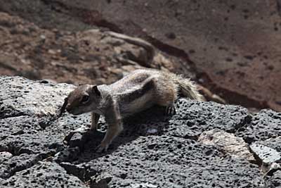 Streifenhörnchen auf Fuerteventura