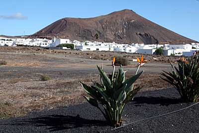 Straßenrandbepflanzung - Lanzarote