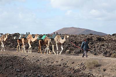 Camellos unterwegs nach Uga - Lanzarote