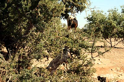 Auf Bäume kletternde Ziegen - Fotostop in der Sous-Ebene