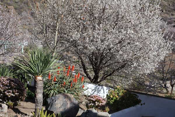 Blütenpracht in Ayacata