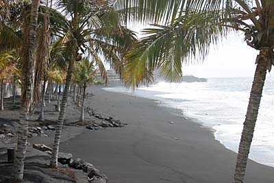 Palmen am schwarzen Lavastrand von Puerto Naos - La Palma