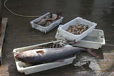 Fangfrischer Fisch