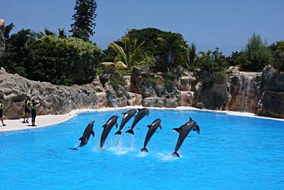 Teneriffa Delfine im Loro Parque in Puerto de la Cruz - das Ausflugsziel für die ganze Familie