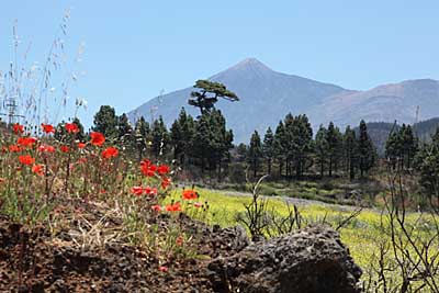 Teneriffa - Blütenpracht im Tenogebirge mit Blick zum Teide