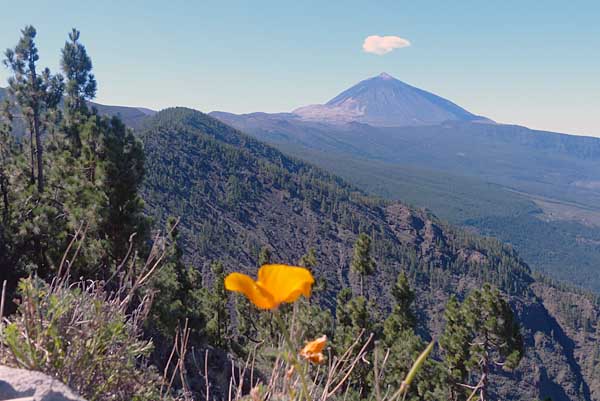 Teneriffa - blühender Goldmohn auf über 2000 Metern Höhe