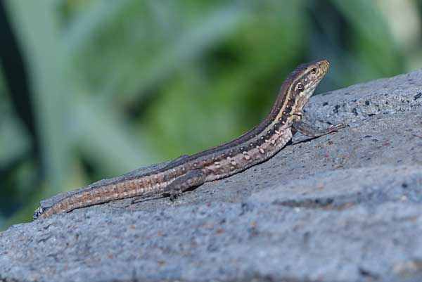 Teneriffa - Kanarischer Mauergecko