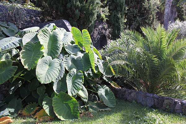 Parque Los Lavaderos - El Sauzal - Teneriffa