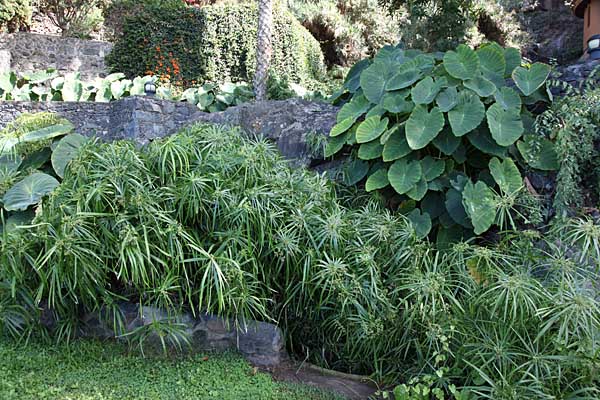 Parque Los Lavaderos - El Sauzal - Teneriffa