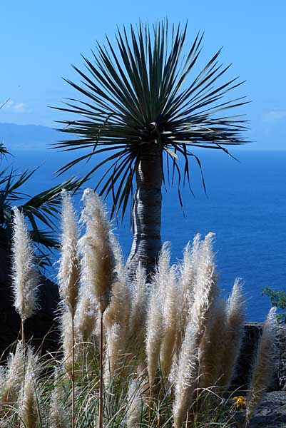 Parque Los Lavaderos - El Sauzal - Teneriffa