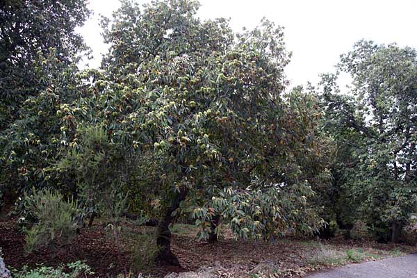Esskastanienbaum oberhalb von La Matanza