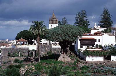 Drago Milenario und der zugehörige Park in Icod de los Vinos
