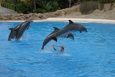 Delfinshow im Loro Parque