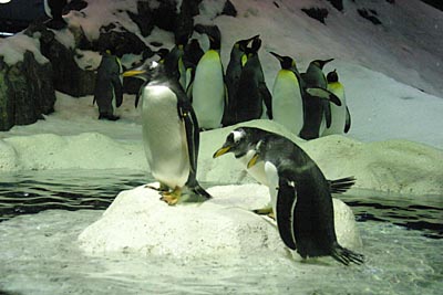 Pinguine im Loro Parque / Puerto de la Cruz