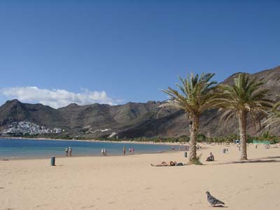 Teneriffa - Playa de las Teresitas - Palmen am Strand