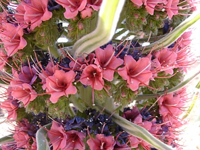 Tower of Jewels - Teide-Natternkopf - Teneriffa