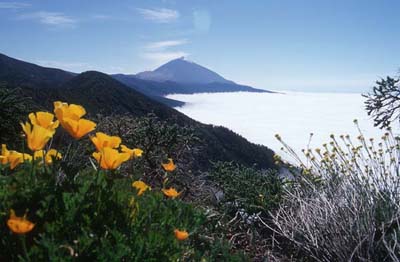 Goldmohn auf 2100 Metern Höhe mit Pico del Teide - Teneriffa