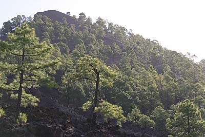 Kanarische Kiefern am Teide-Westhang - Teneriffa