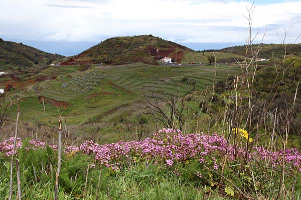 Es blüht im Tenogebirge